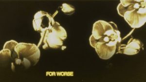 Love Is Like a Garden Lyrics - Matt Hansen - Lyric Version